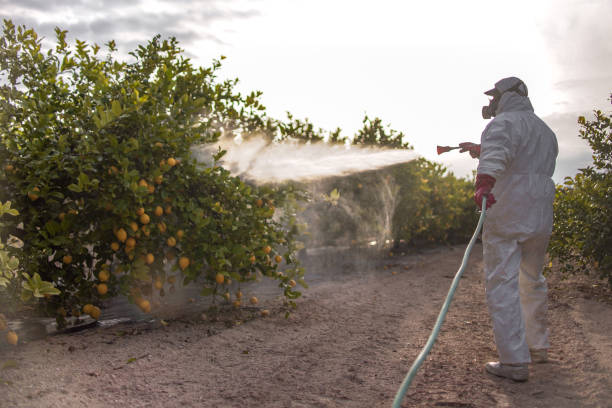 Best Cockroach Control Services  in Haliimaile, HI