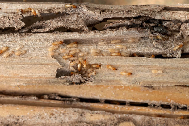 Best Residential Pest Control  in Haliimaile, HI