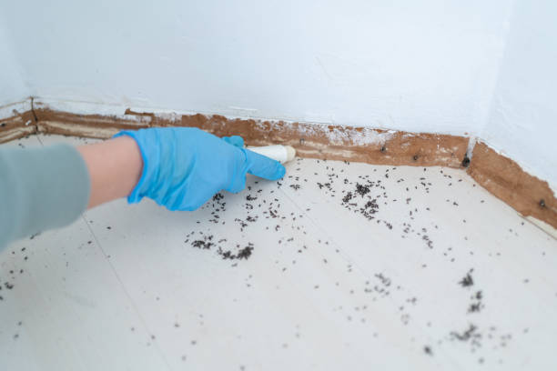 Best Commercial Pest Control Services  in Haliimaile, HI